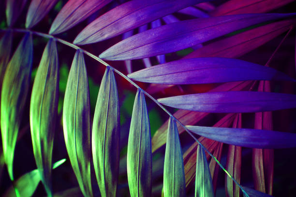 istock Ultra Violet background effect made of tropical palm leaves. 938065610