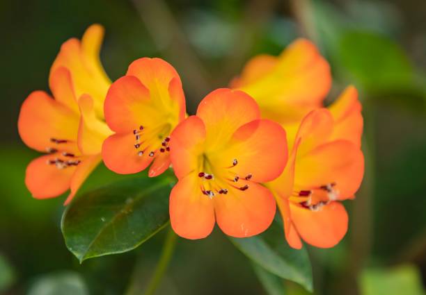 istock Rhododendrons Bright Orange Flower Heads 938067784