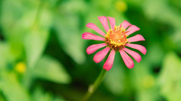 istock Zinnia Lilliput Vibrant Colourful Flower Pink 938067856