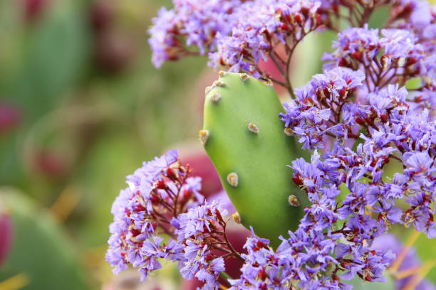 istock Macro image of green sabras cactus. 938068488