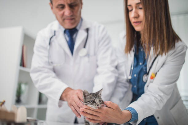 istock Cute cat at veterinarian exam 938071642