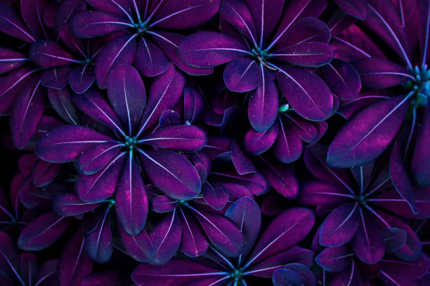 istock Ultra Violet background effect made of fresh leaves. 938072034