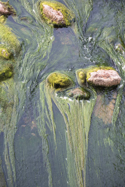 istock little flowing creek with algae which align themselve with the stream 938072238