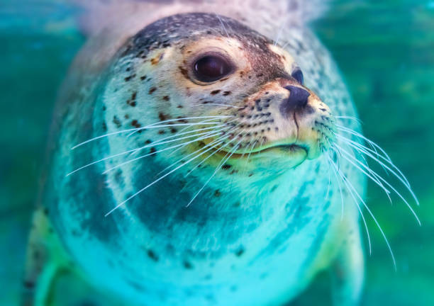 istock portrait of cute spotted seal 938072334