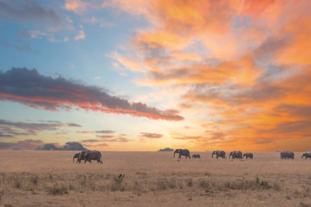 A herd of elephants in Tarangire national park,Tanzania. stock photo