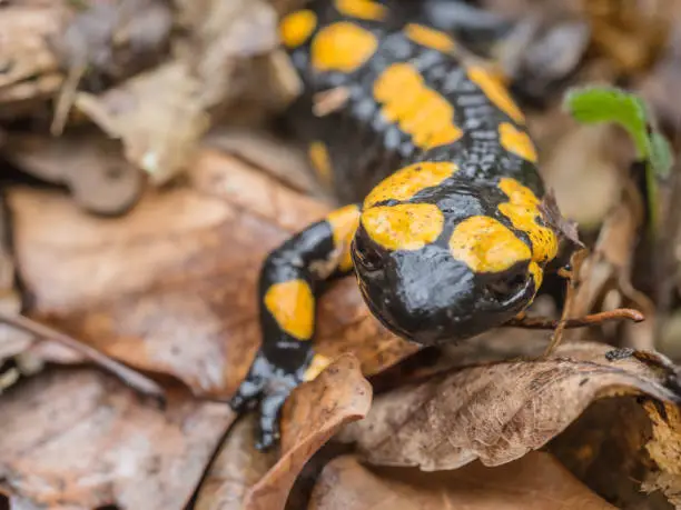 A fire salamande crawls through the damp foliage.