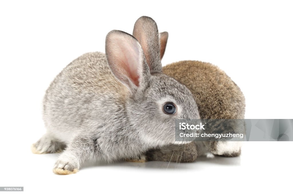 Small Rabbit White Background Small Rabbit Isolated On White Background Stock Photo - Download Image ...
