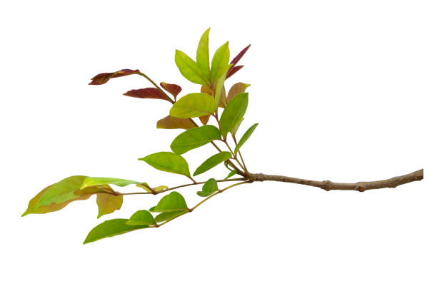 istock Closeup Green and red leaf isolated on white background of file with Clipping Path 938078870