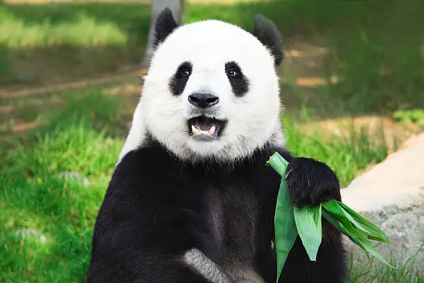 Photo of Giant Panda looking into camera holding green leaves