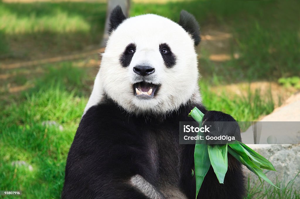 panda Gigante - Foto de stock de Panda - Mamífero de quatro patas royalty-free