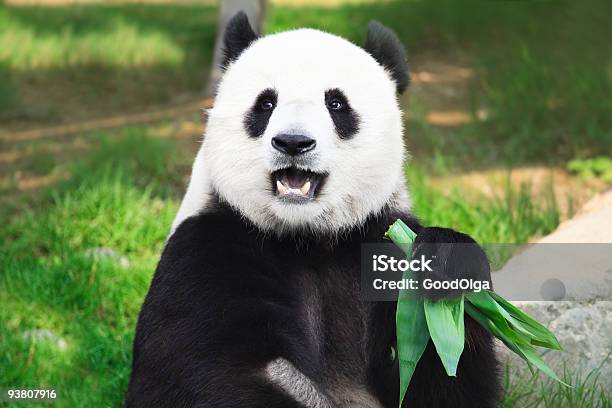 Foto de Panda Gigante e mais fotos de stock de Panda - Mamífero de quatro patas - Panda - Mamífero de quatro patas, Humor, Animal