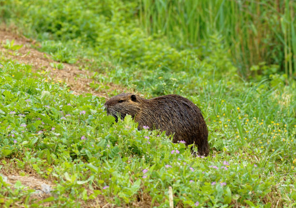 istock Close-up of Nutria (Coypu ) 938079386