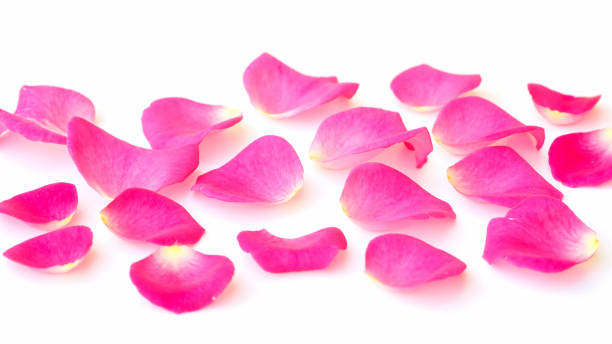 istock Petals of pink rose on a white background. 938079768