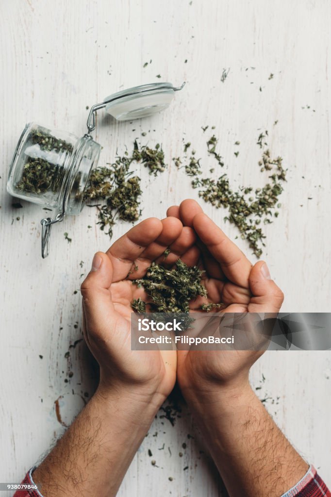 Young adult man holding marijuana cannabis Cannabis Plant Stock Photo