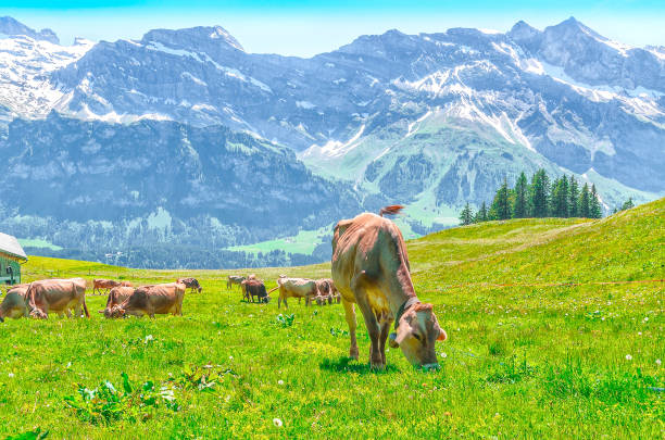 istock Pasture with large horned animals. Meadow in the alps 938085086
