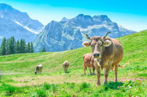 Pasture with large horned animals and a cow bell ringer. Landscape Meadow in the alps of Switzerland with Alpine cows.