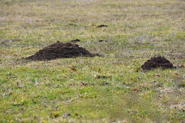 istock Mole, Talpa europaea, crawling out of brown molehill, green grass at backgrond. 938088136