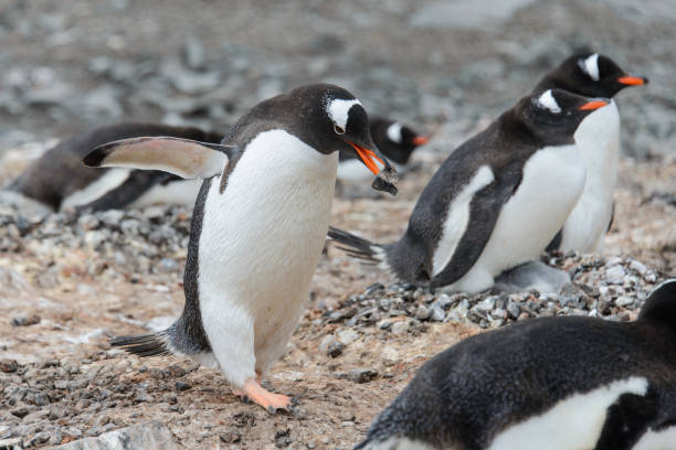 istock Gentoo penguin with stone in beak 938089194