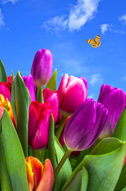 istock Bouquet of multicolored tulips 938089368