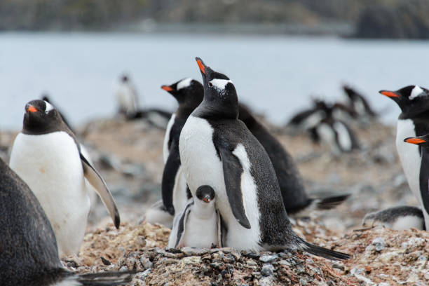 istock Gentoo penguin with chicks in nest 938091632