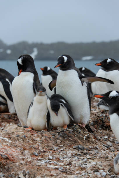 istock Gentoo penguin with chicks in nest 938091906