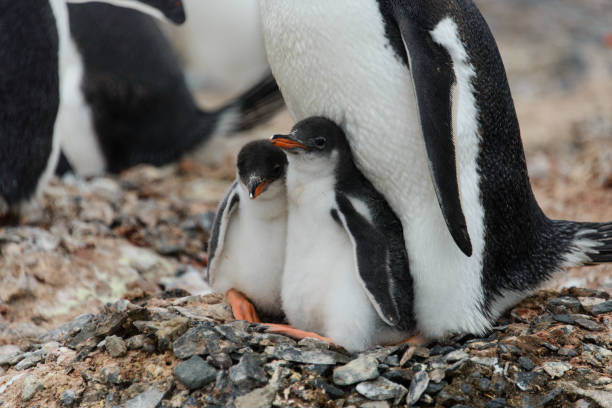 istock Two gentoo penguin's chicks in nest 938091980