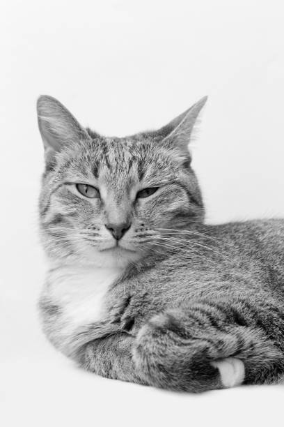 istock Closeup black-and-white portrait of a cat 938095476
