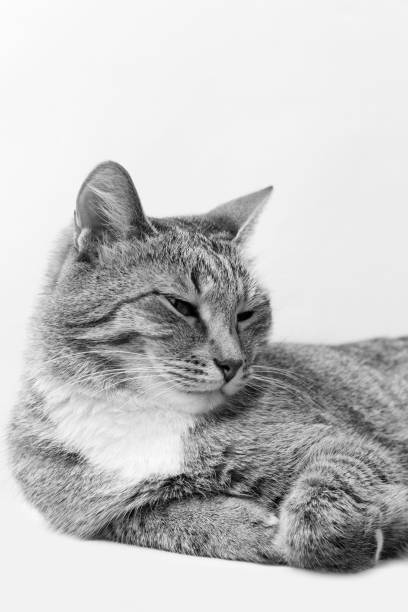 istock Closeup black-and-white portrait of a cat 938095478