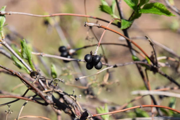 istock Fruits of white kerria 938096180