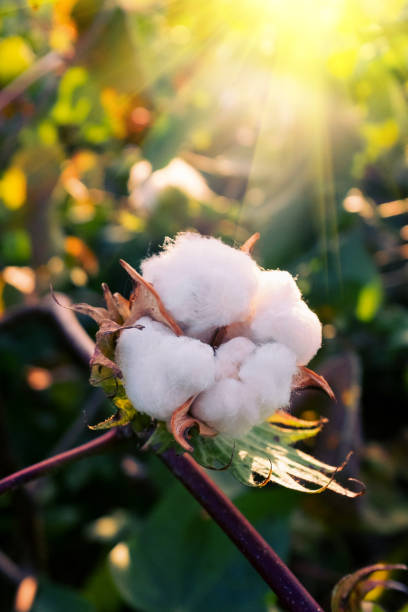 Close-up of cotton ball in the sun Close-up of cotton ball in the sun cotton cotton ball fiber white stock pictures, royalty-free photos & images