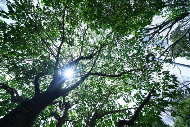 istock Wide shot trees in a park of Tokyo 938097352