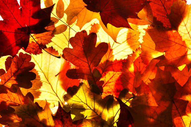 istock Dry autumn leaves on a white background 938097544