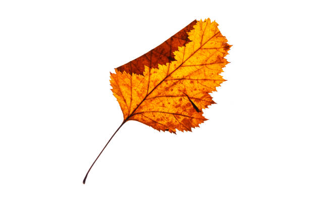 istock Dry autumn leaves on a white background 938100082