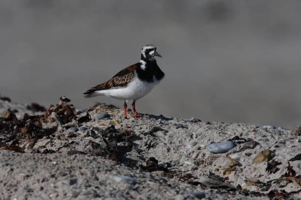 istock ruddy turnstone (Arenaria interpres) Helgoland Germany 938100138