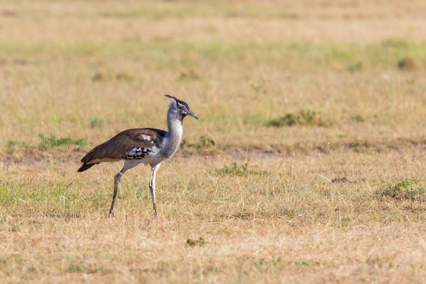 istock Kori bustard walking on the savannah 938101222