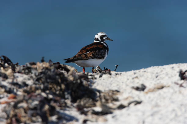 istock ruddy turnstone (Arenaria interpres) Helgoland Germany 938102258
