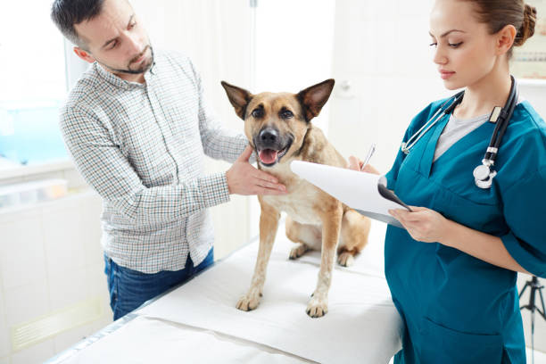 istock Prescriptions of vet 938104888