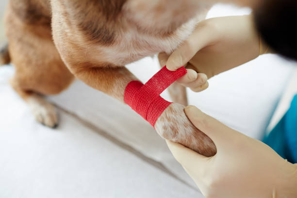 Vet help Overview of dog paw and gloved hands of doctor putting red bandage around glove box stock pictures, royalty-free photos & images