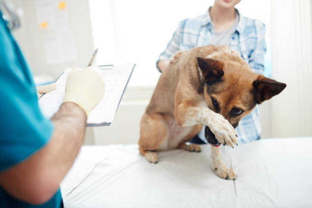 effrayant - dog pets advice women photos et images de collection