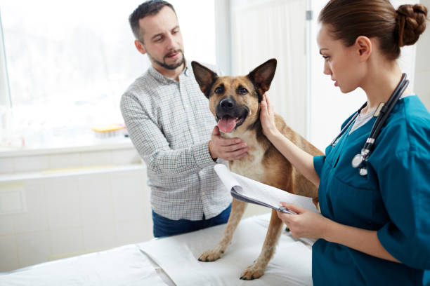 gute hund - vet veterinary medicine dog doctor stock-fotos und bilder