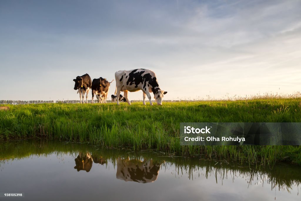 Kühe grasen auf der sonnigen Weide Fluss - Lizenzfrei Kuh Stock-Foto