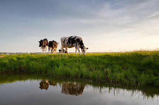 cows graze on sunny pasture by river