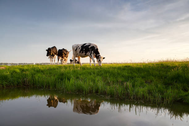 cows graze on sunny pasture by river - farm cow imagens e fotografias de stock