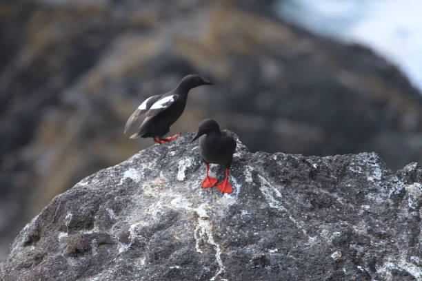 istock Pigeon Guillemot , Oregon Coast USA 938105646