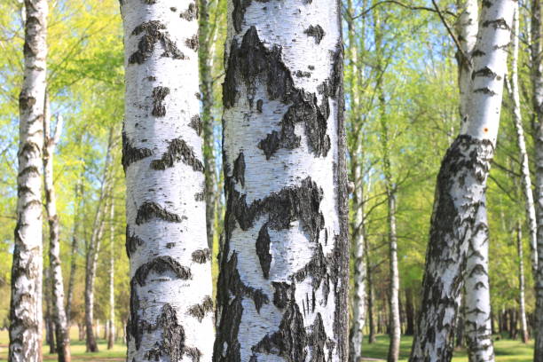 istock Trunk of birch close-up in spring birch forest 938105724