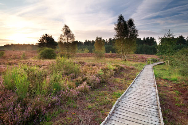 istock wooden path through heather meadows at gold sunrise 938105864