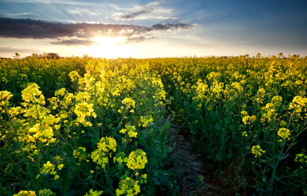 istock sunshine over rapeseed oil field in spring 938105882