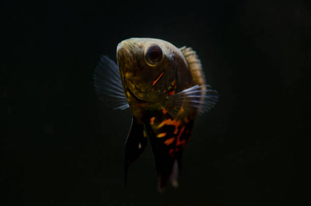 istock oscar fish in the tank 938108234