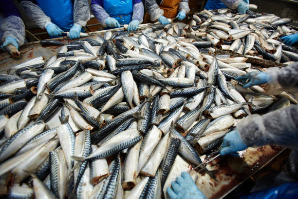 istock Pile of sardines 938110950