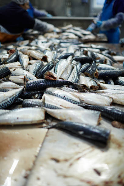 istock Sardines at fish factory 938111084